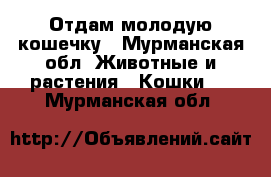 Отдам молодую кошечку - Мурманская обл. Животные и растения » Кошки   . Мурманская обл.